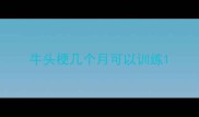 牛头梗几个月可以训练