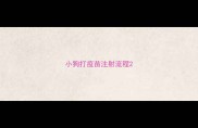 小狗打疫苗注射流程