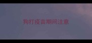 狗打疫苗期间注意