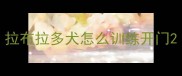 拉布拉多犬怎么训练开门