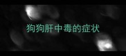 狗狗肝中毒的症状
