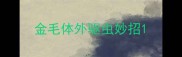 金毛体外驱虫妙招