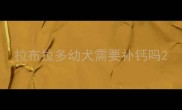 拉布拉多幼犬需要补钙吗