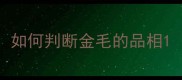 如何判断金毛的品相