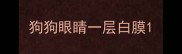 狗狗眼睛一层白膜
