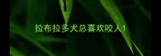 拉布拉多犬总喜欢咬人