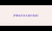 萨摩幼犬多久能打疫苗