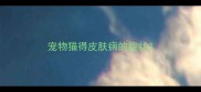 宠物猫得皮肤病的症状