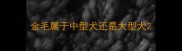 金毛属于中型犬还是大型犬