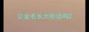 公金毛长大听话吗