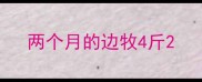 两个月的边牧4斤