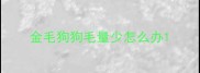 金毛狗狗毛量少怎么办