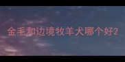 金毛和边境牧羊犬哪个好