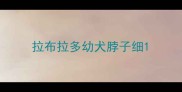 拉布拉多幼犬脖子细