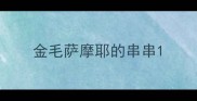 金毛萨摩耶的串串