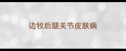 边牧后腿关节皮肤病