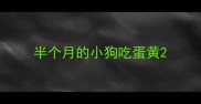 半个月的小狗吃蛋黄