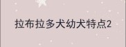 拉布拉多犬幼犬特点