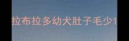 拉布拉多幼犬肚子毛少