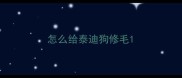 怎么给泰迪狗修毛