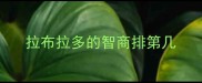 拉布拉多的智商排第几