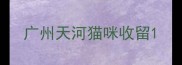 广州天河猫咪收留