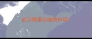 武汉哪里有宠物市场