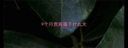 9个月贵宾属于什么犬