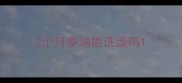 2个月泰迪能洗澡吗