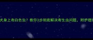 泰迪犬身上有白色虫教你3步彻底解决寄生虫问题附护理指南
