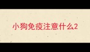 小狗免疫注意什么