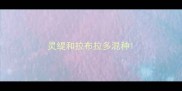灵缇和拉布拉多混种