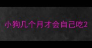 小狗几个月才会自己吃