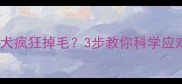 拉布拉多幼犬疯狂掉毛3步教你科学应对换毛季