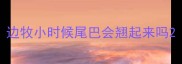 边牧小时候尾巴会翘起来吗