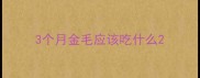 3个月金毛应该吃什么