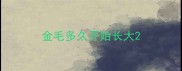 金毛多久开始长大