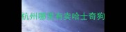 杭州哪里有卖哈士奇狗