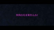狗狗白毛发黄怎么办