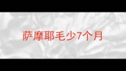 萨摩耶毛少7个月