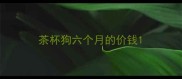 茶杯狗六个月的价钱