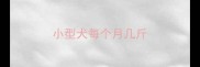 小型犬每个月几斤