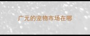 广元的宠物市场在哪