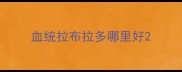 血统拉布拉多哪里好