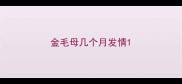 金毛母几个月发情
