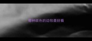 哪种颜色的边牧最好看
