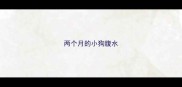 两个月的小狗腹水