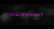 中国版纯种血统拉布拉多