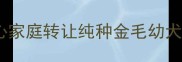 免费领养健康金毛犬爱心家庭转让纯种金毛幼犬附领养指南与注意事项