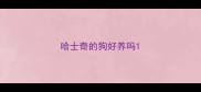 哈士奇的狗好养吗
